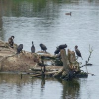 Aalscholvers op hun eiland