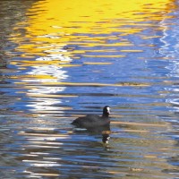 Meerkoet in feestelijk water